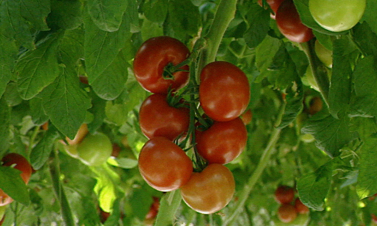 La reproduction de la tomate en serre - extrait